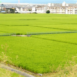 平成27年 御田日記 ～石清水八幡宮御田を訪ねて～